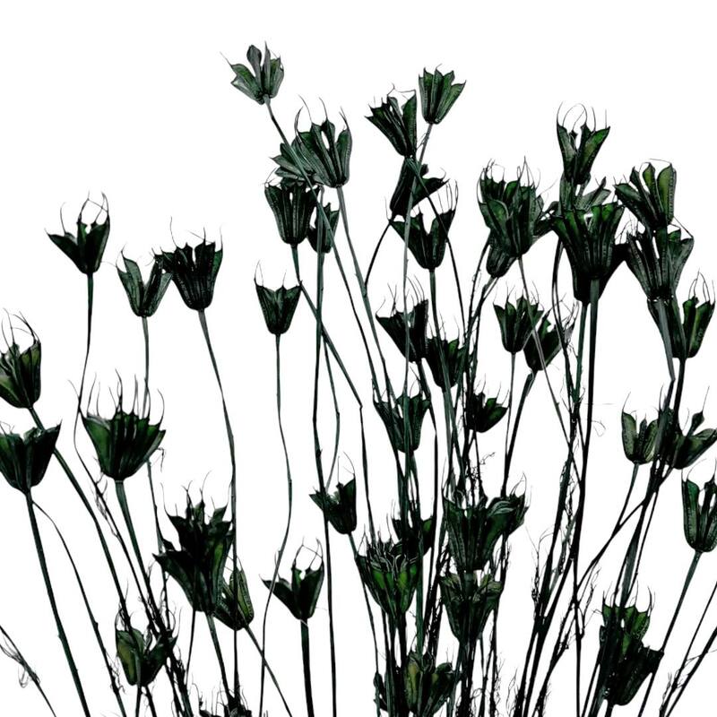Bundle of 4 Dried Octagon Flower, Nigella Orientalis-Love in a Mist, 24" - 24 inches