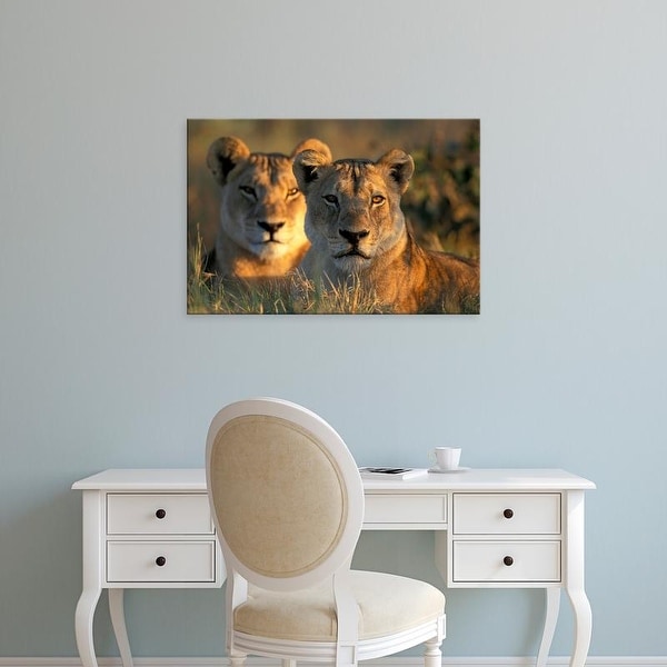 Easy Art Prints Paul Souders's 'Chobe National Park Lionesses' Premium Canvas Art