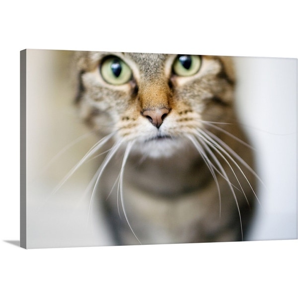 "Close up of a cat's face with long whiskers" Canvas Wall Art