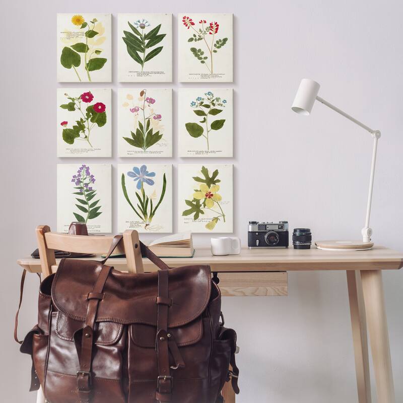 Stupell Latin Botanical Flower Study Vintage Illustrations Antique