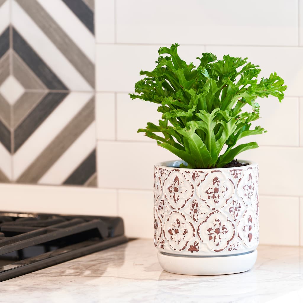 Southern Patio French Rustic White Ceramic 5.9-inch Planter