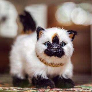 American Girl Himalayan Kitten 2024 www.marchettimacc
