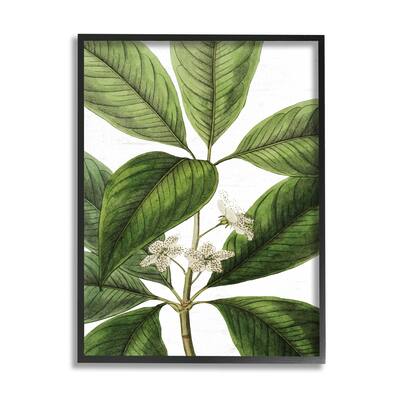Stupell Tristania Conferta Flower Large Leaf Vegetation Botanical Print Framed Wall Art, Design by Lettered and Lined - Green