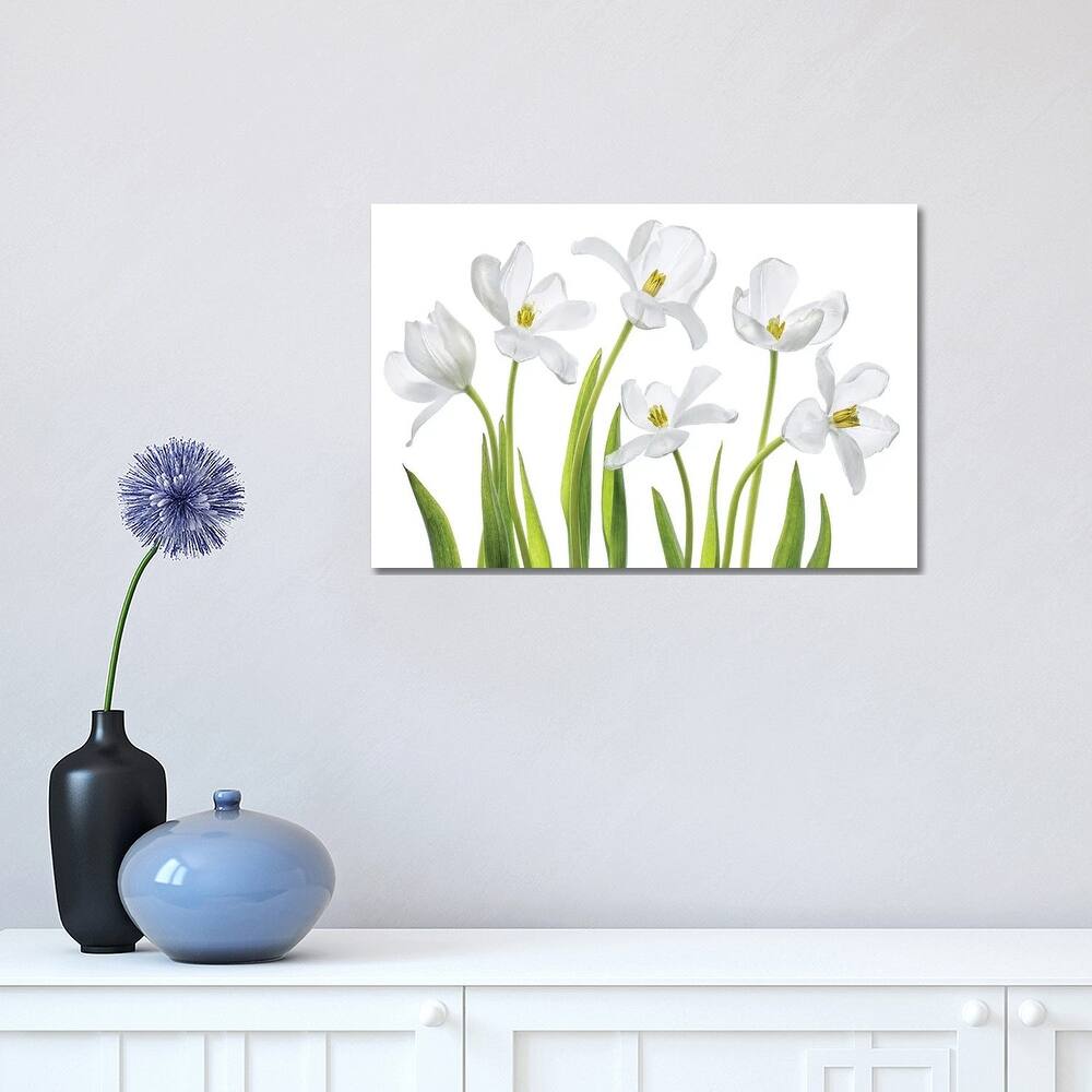 iCanvas "White Tulips" by Mandy Disher Canvas Print