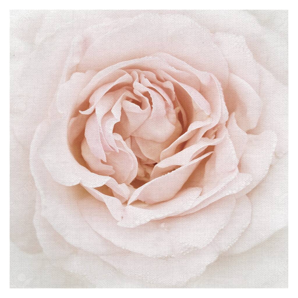 Dewdrop Rose by Rebecca Swanson Canvas Art Print