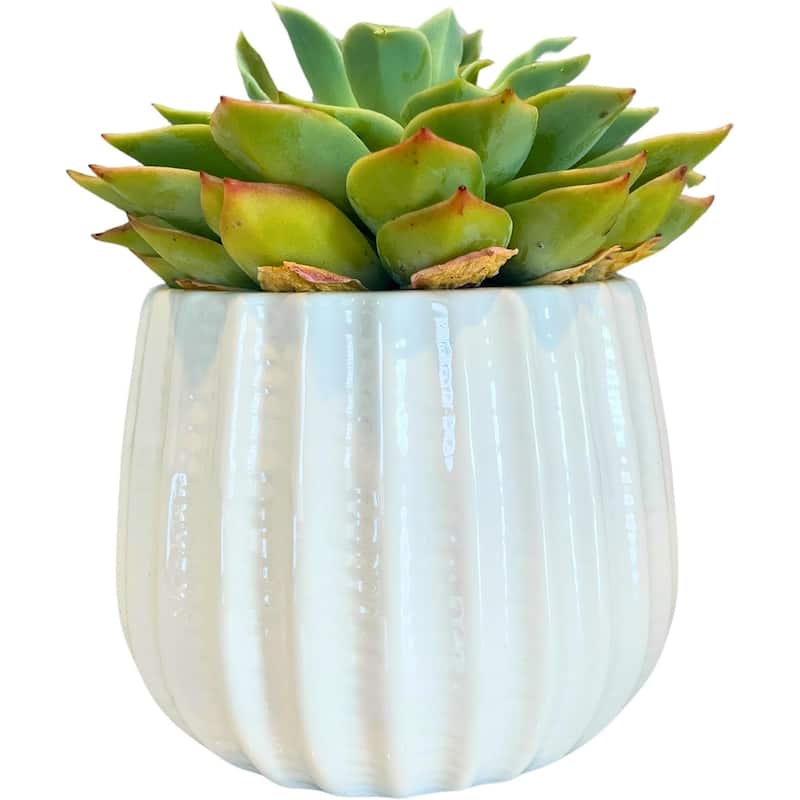 4.5 inch Ceramic Flower Pot - Ivory