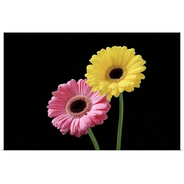 "Pink and yellow gerbera on black background, close-up." Poster Print
