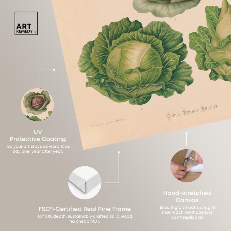 Cabbages by Benary 1876 Canvas by Art Remedy, Gallery Wrapped
