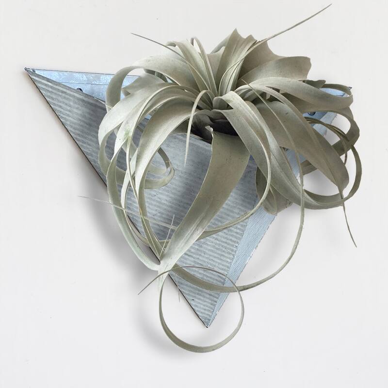 Triangular Living Wall Mounted Galvanized Steel/Zinc Succulent/Herb Planter - Indoor/Outdoor Living Art Potting Vessel