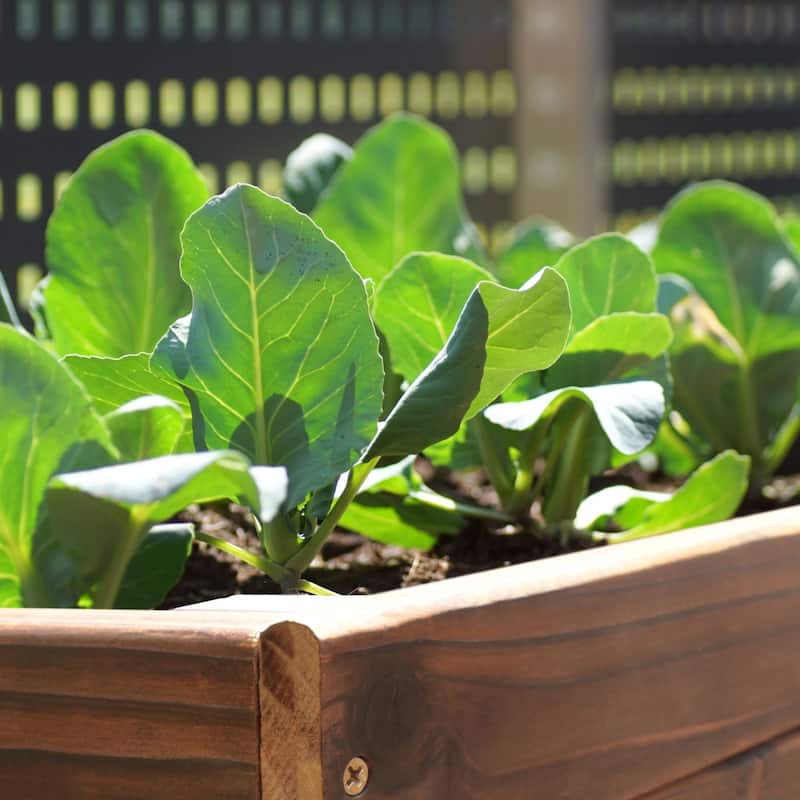 VEIKOUS Wooden Raised Garden Bed for Vegetables Oversized Deep Planter Box with Liner