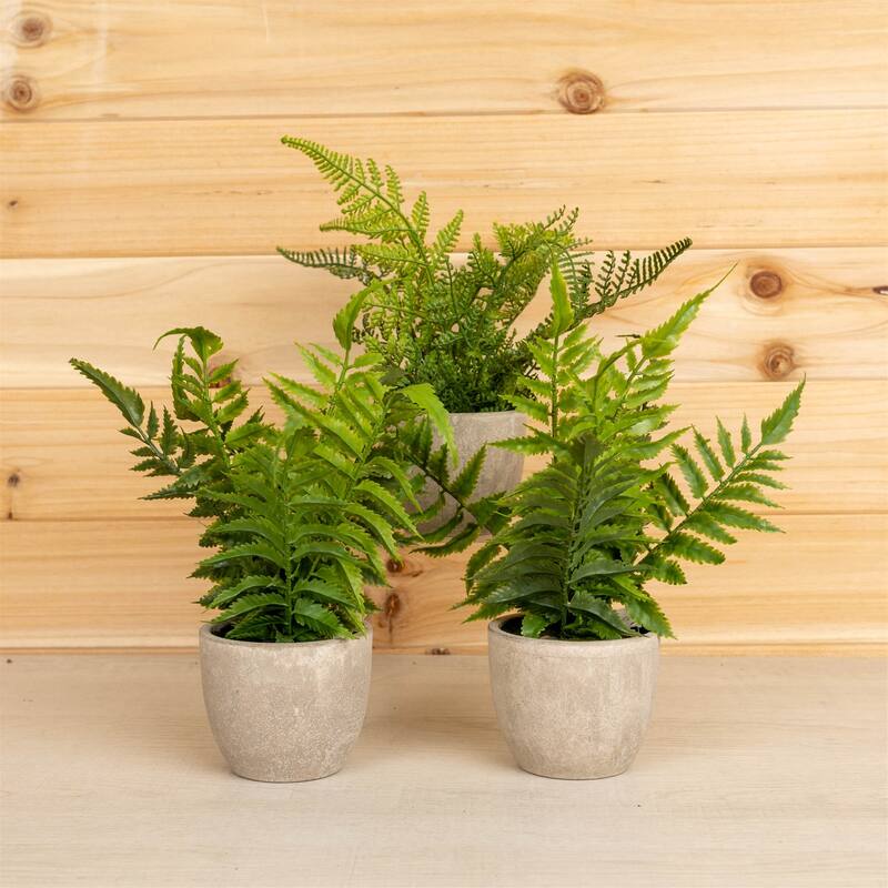 Potted Fern Plant (Set of 3) - 11 x 3.5 x 9.5