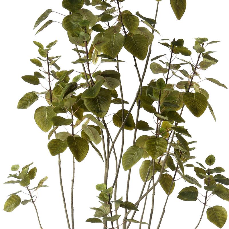 Potted Smoke Tree 6'