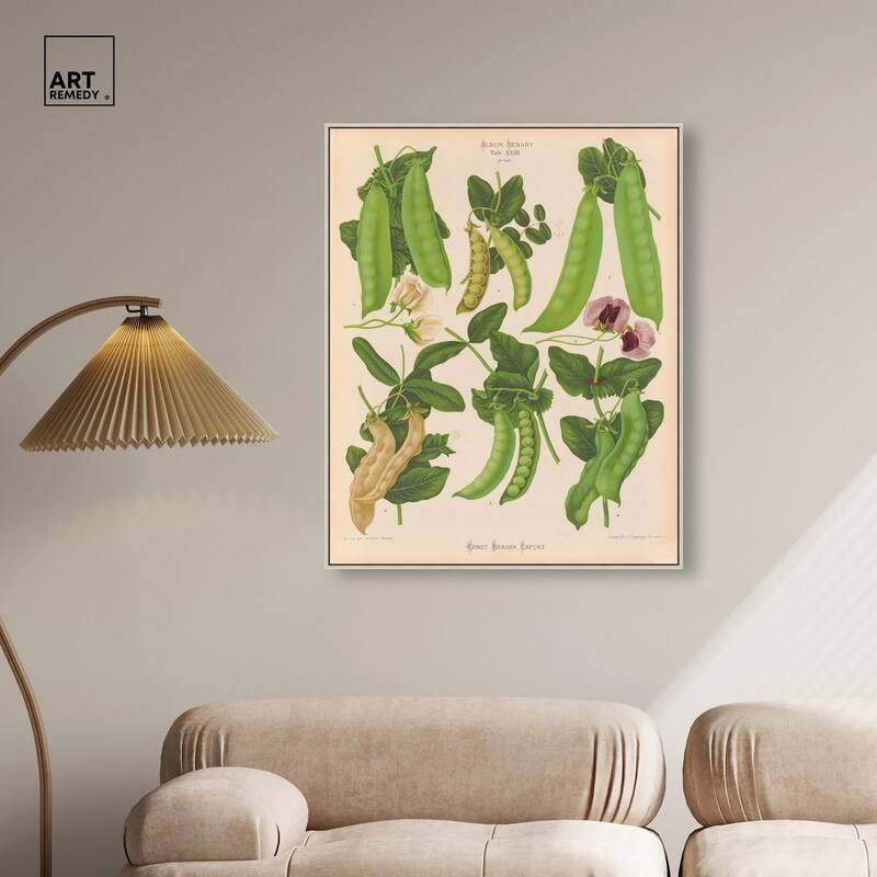 Podded Peas from Benary 1876 Canvas by Art Remedy