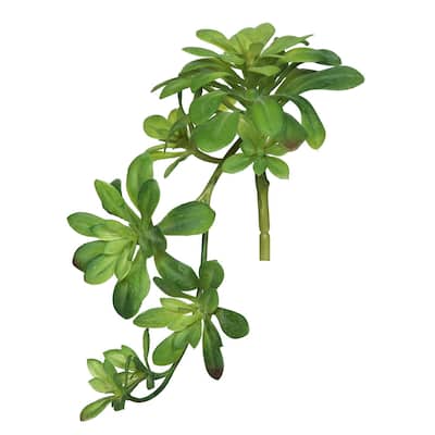 Vickerman 11" Artificial Green Aeonium Spray, Set of 3