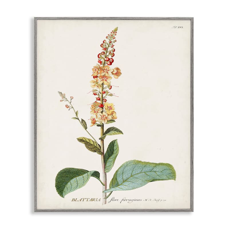 Stupell Botanical Plant Illustration Flowers Vintage Design Framed Giclee Texturized Art by World Art Group