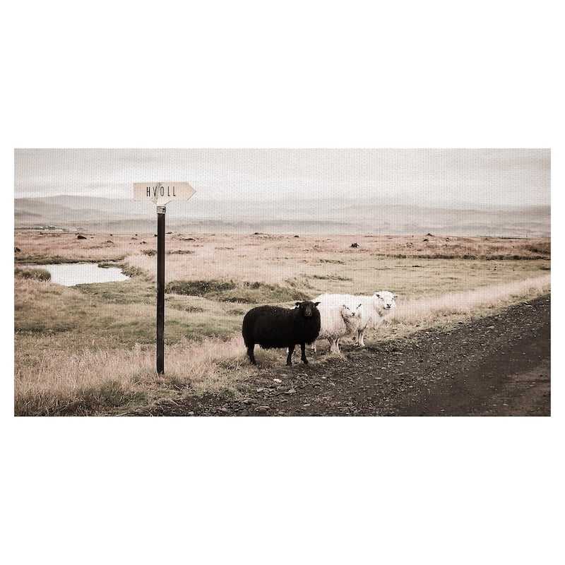 Black Sheep Canvas Art Print