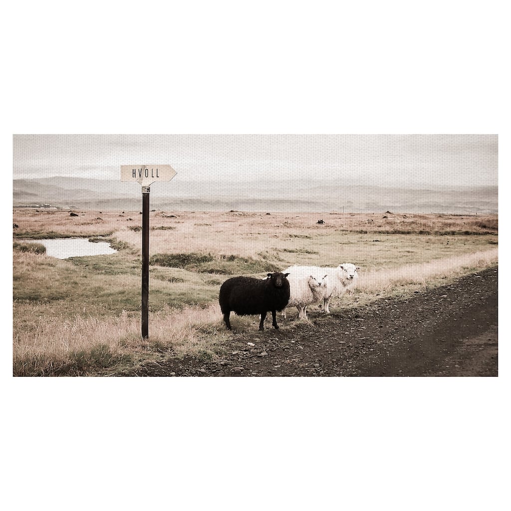 Black Sheep Canvas Art Print