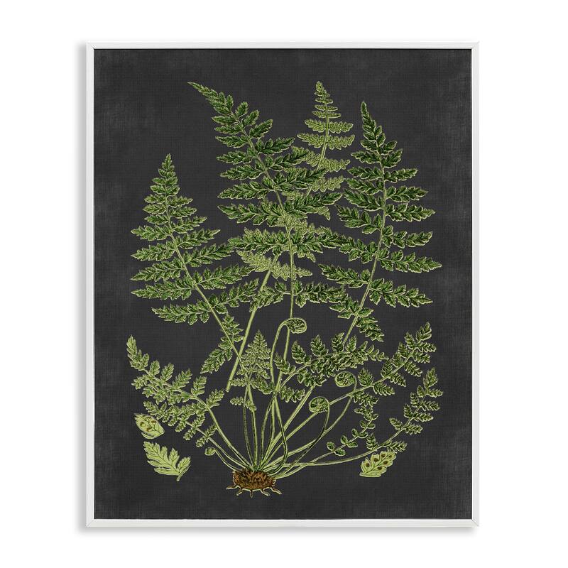 Stupell Botanical Drawing Green Black Design Framed Giclee Texturized Art by Lettered and Lined - 11 x 14 - White