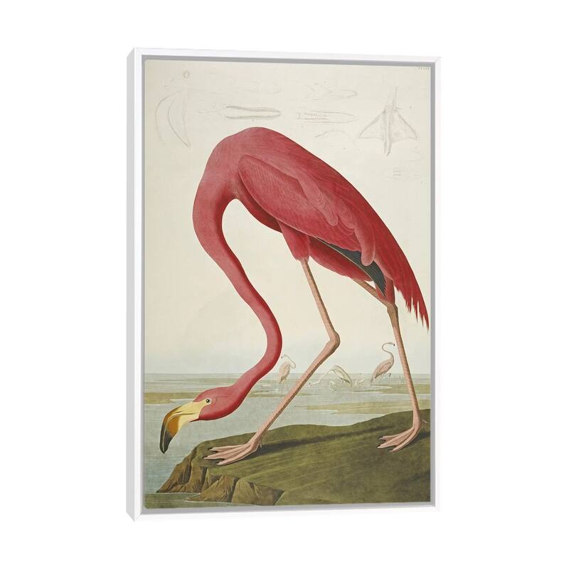 iCanvas "American Flamingo" by John James Audubon Framed Canvas Print - White - 26x18