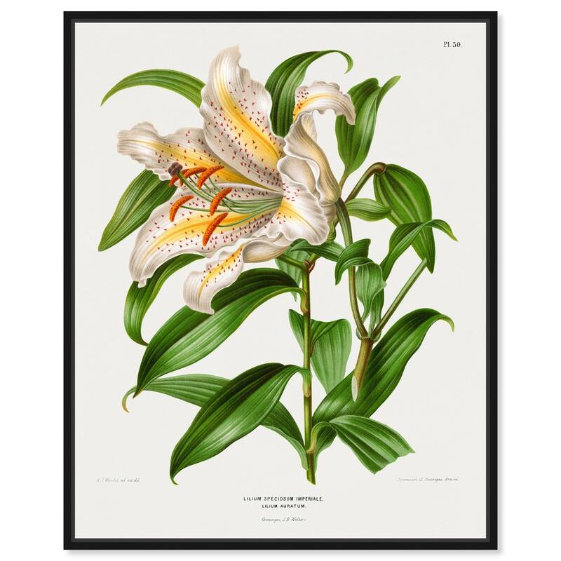Lilium Speciosum Imperiale Canvas by Art Remedy - 24" x 30" - Black