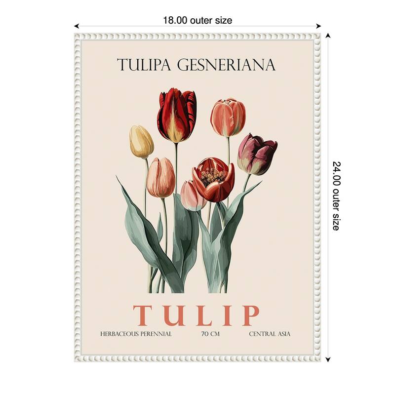 Vintage Botanical Tulip Illustration by Christopher Giampietro Framed Canvas Wall Art Print - White - 18 x 24 in
