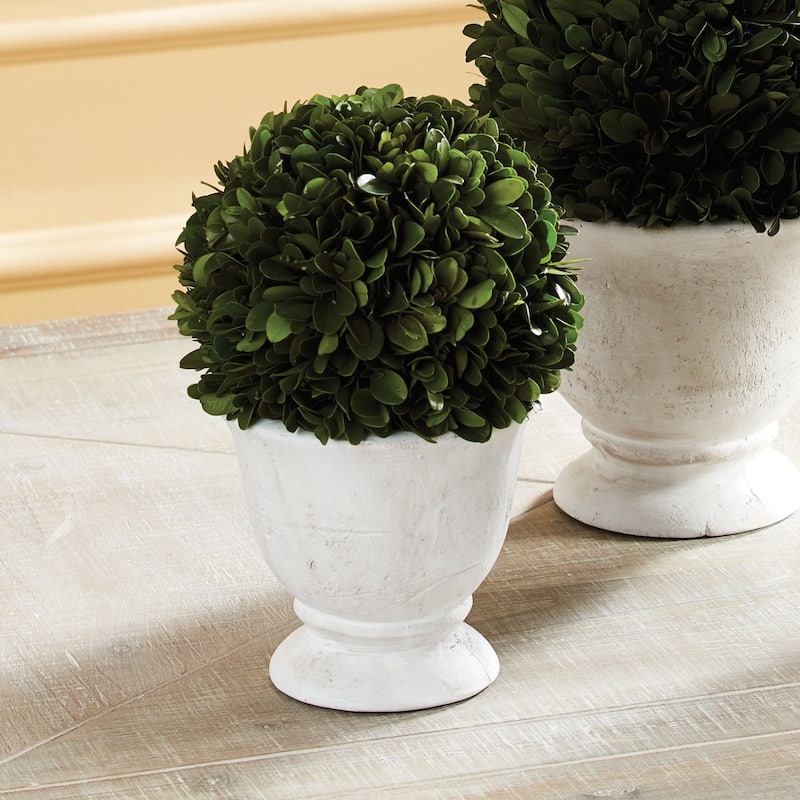 Boxwood Ball Topiary In Pot Small - Green