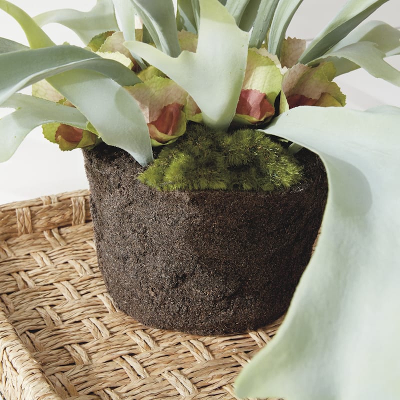 Staghorn Fern Drop-In 21" - Green