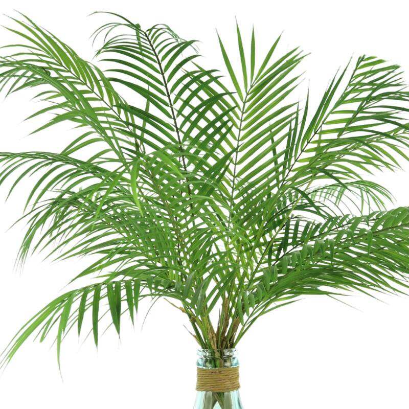 4 ft Organic Modern Green Palms in Glass Jug with Twine