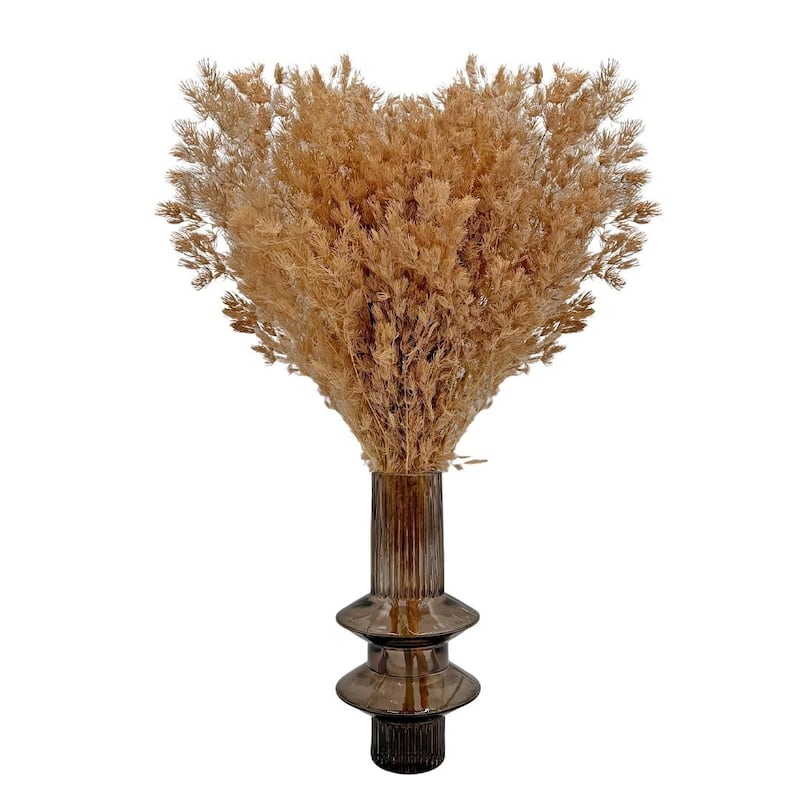 Bundle of 4 Preserved Asparagus Fern,12-20 inches long - 12-20 inch - Light Coffee