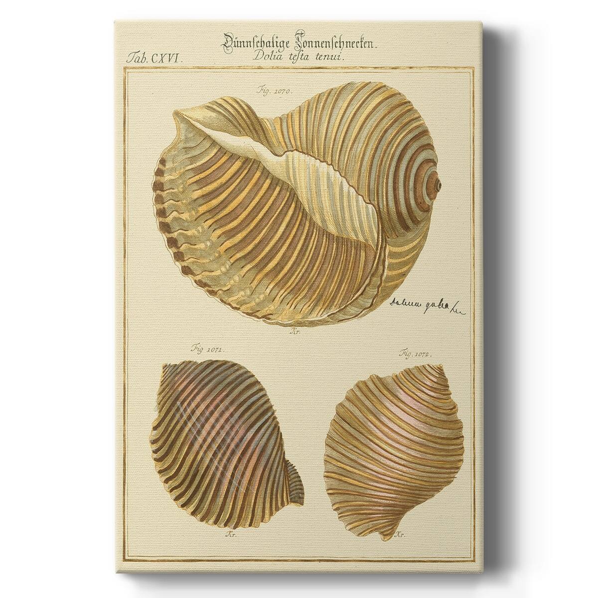 Antique Martini Shells I Premium Gallery Wrapped Canvas Ready to Hang