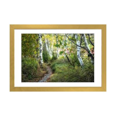 iCanvas "Birch Trees & Tall Grass" by Danny Head