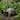 29.5 in Long Large Realistic Concrete Turtle Sculpture, Weather‑Resistant Tortoise Statue for Garden Yard Outdoor Decor