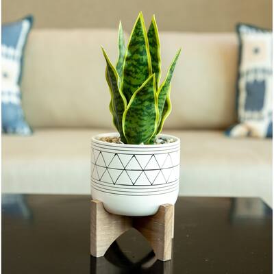 12" Artificial Snake Plant in Ceramic on Stand - ONE-SIZE