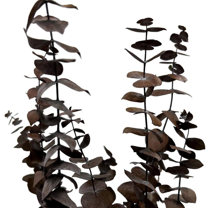 Bundle of 4 Preserved Eucalyptus Leaves ,17-23" long - 20 inches