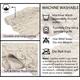 Home Weavers Bellflower Collection Absorbent Cotton Machine Washable Bath Rug