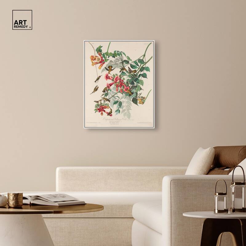 Trochilus Colubris Canvas by Art Remedy