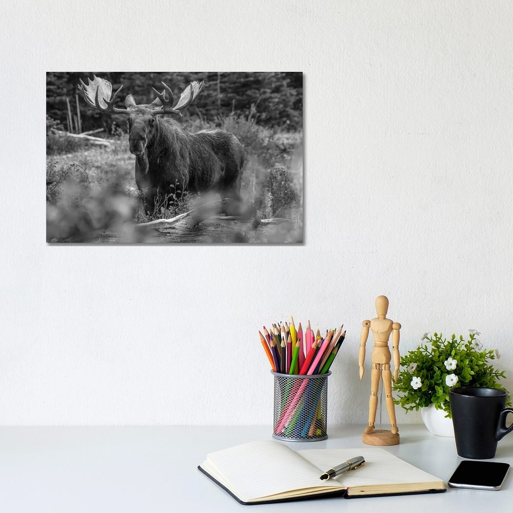 iCanvas "Moose bull, Glacier National Park, Montana" by Tim Fitzharris Canvas Print