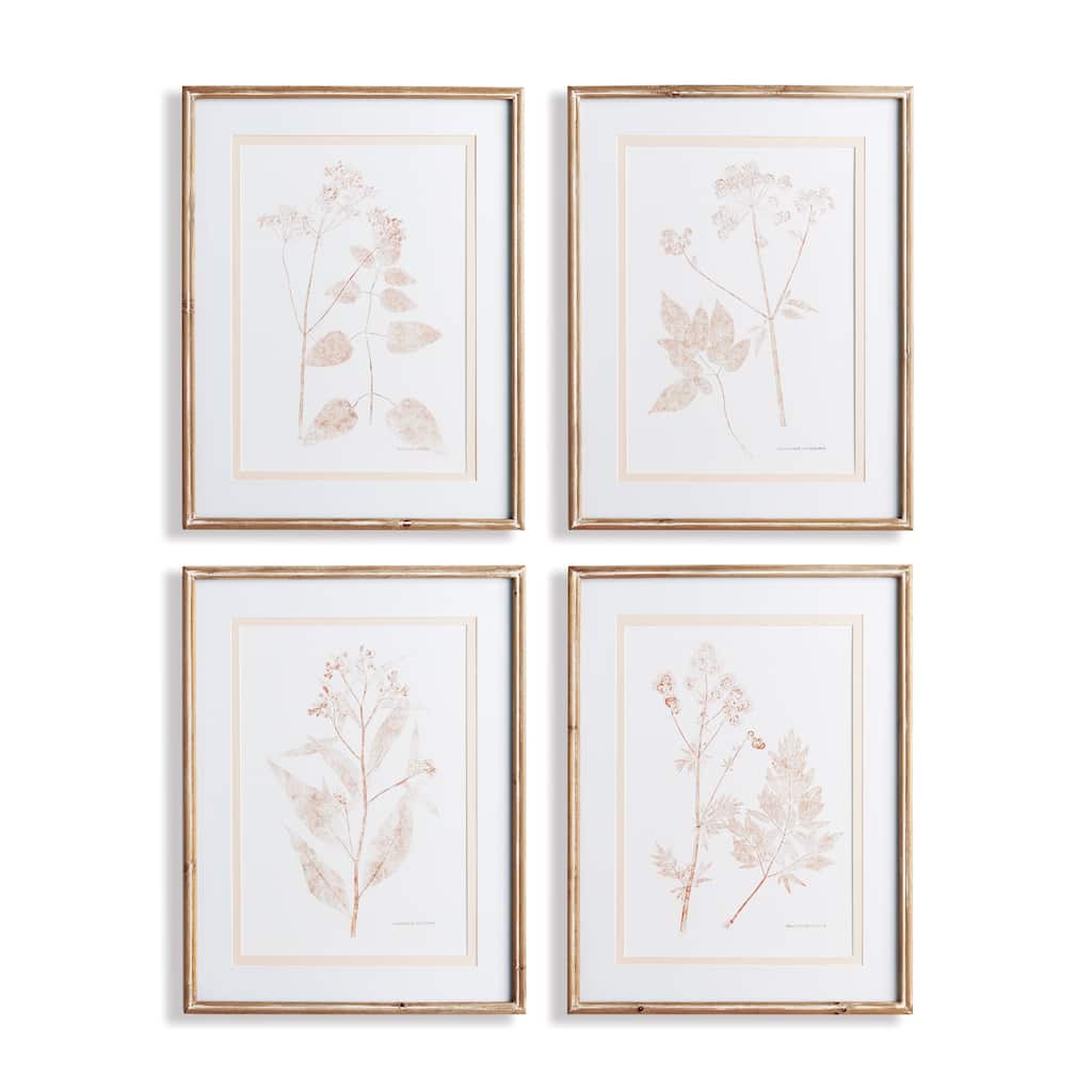 blush botanical study, set of 4