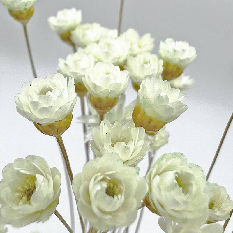 Bundle of 4 Preserved Little Star Flower,16-20" long - 16-22 inch
