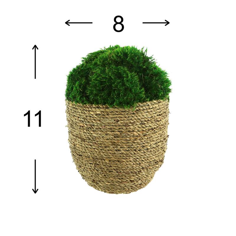 Moss Arranged in Large Strawgrass Pot - Green