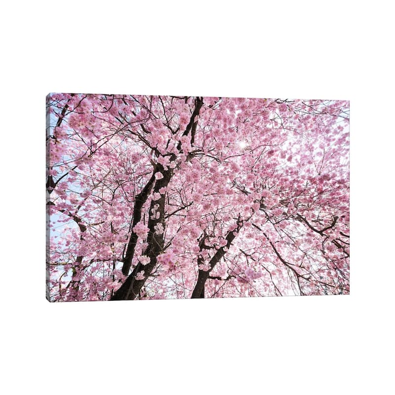 iCanvas "Cherry Blossom" by Stefan Hefele Canvas Print