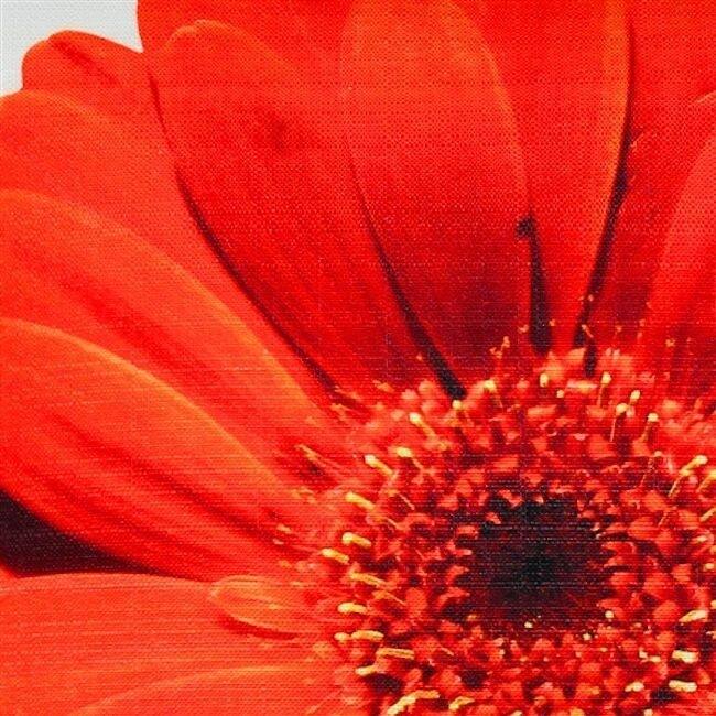 Bold Daisy Flower Throw Pillow