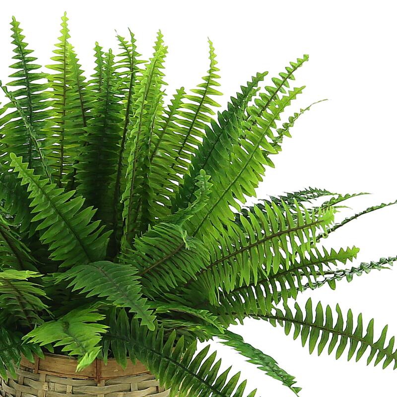 Fern in Wooden Basket - Green