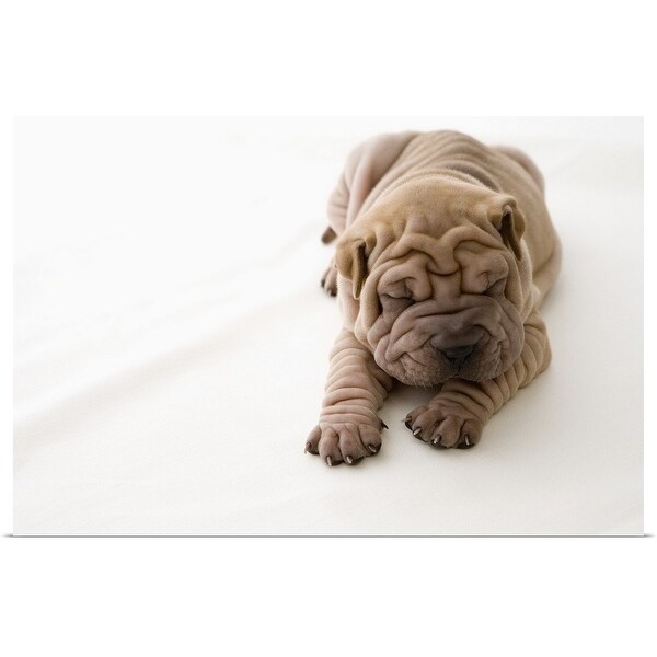 "Shar-pei puppy sleeping" Poster Print