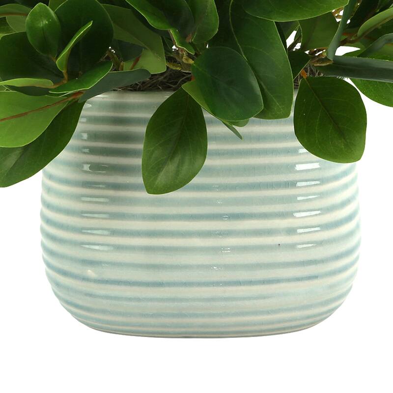 Peperomia Bush in Ceramic Pot