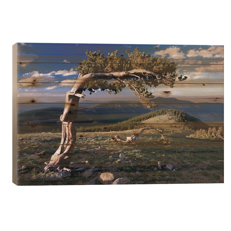 Bristlecone Pine, Mt Evans, Colorado Print On Wood by Tim Fitzharris - Multi-Color - 18x26x1.5