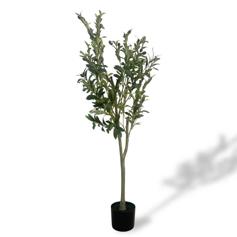 Olive Tree used in garden and outdoor, backyard