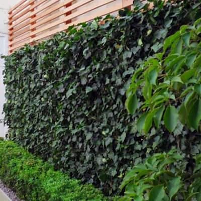 ColourTreeUSA 39" x 79" Expandable Artificial Gardenia Leaves Trellis Privacy Fencing Screen