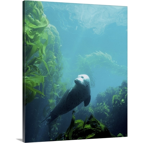 "Seal in the sun in Channel Islands National Park, California" Canvas Wall Art