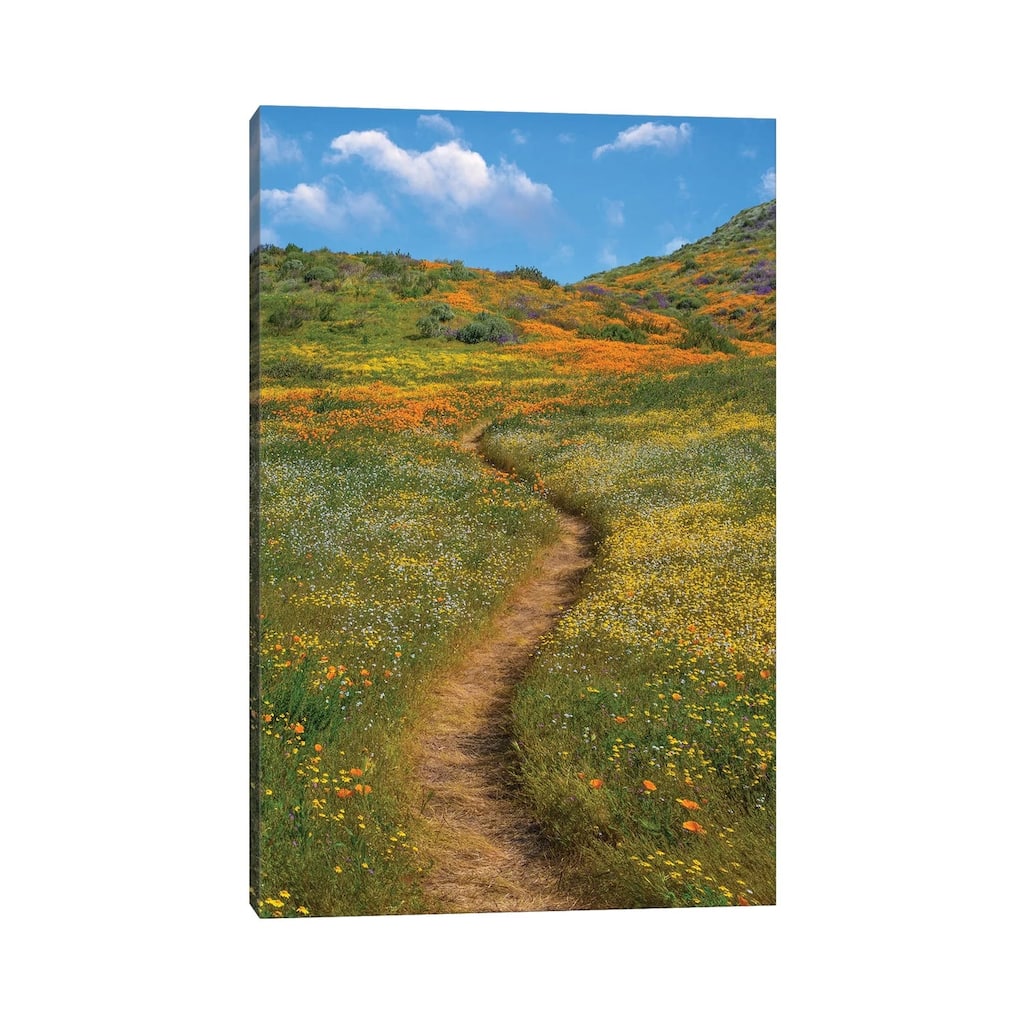 iCanvas "California Poppy, Desert Bluebell And Wildflower Spring Bloom, Diamond Valley Lake" by Tim Fitzharris Canvas Print